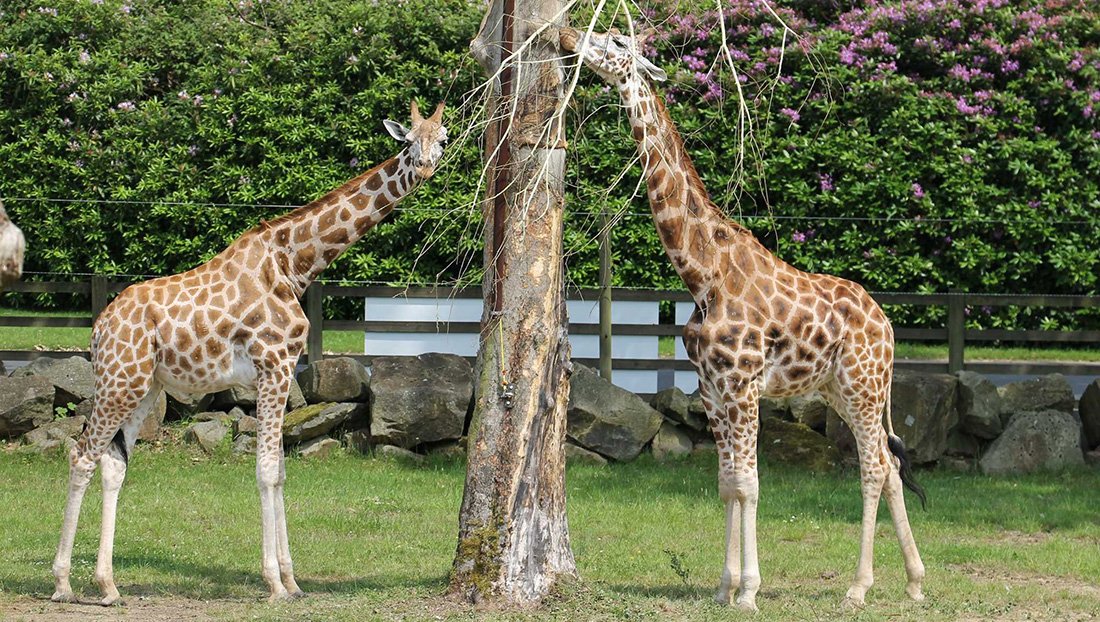 Win a family ticket to Knowsley Safari