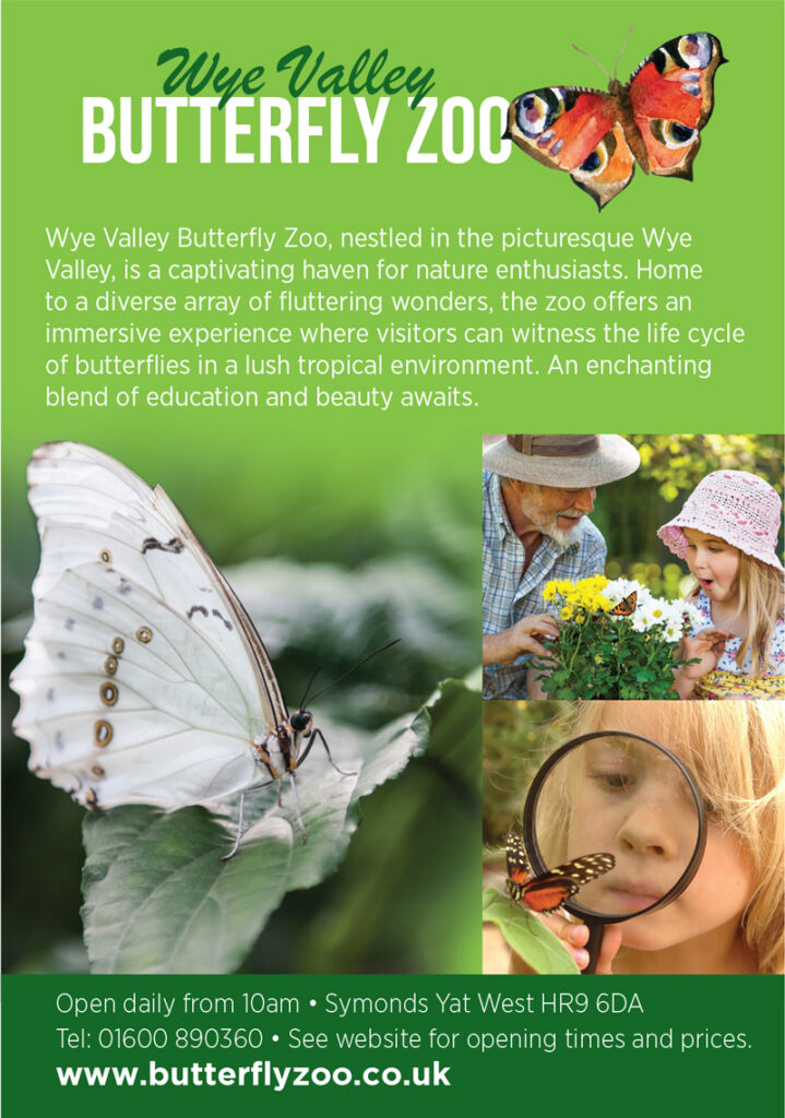 Wye Valley Butterfly Zoo